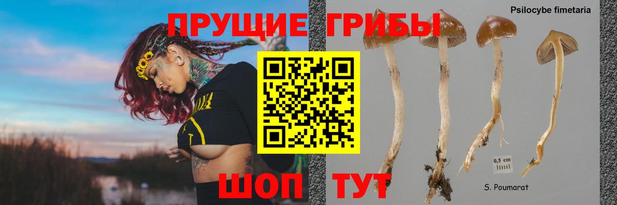 Галлюциногенные грибы MAGIC MUSHROOMS  Вход с VPN  Выборг  Псилоцибиновые грибы мицелий 